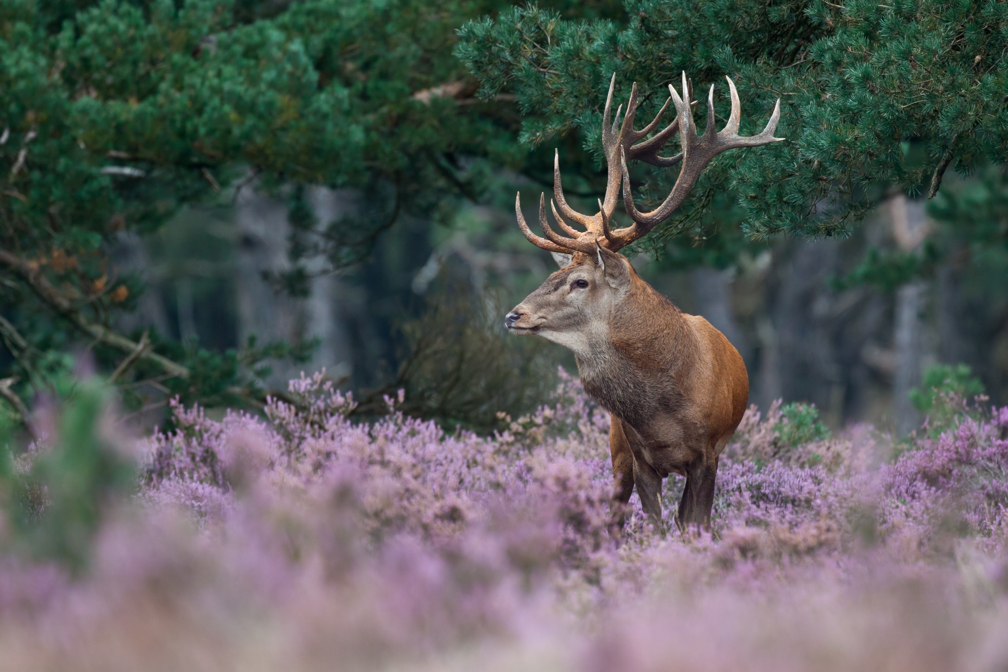 Veluwe natuur