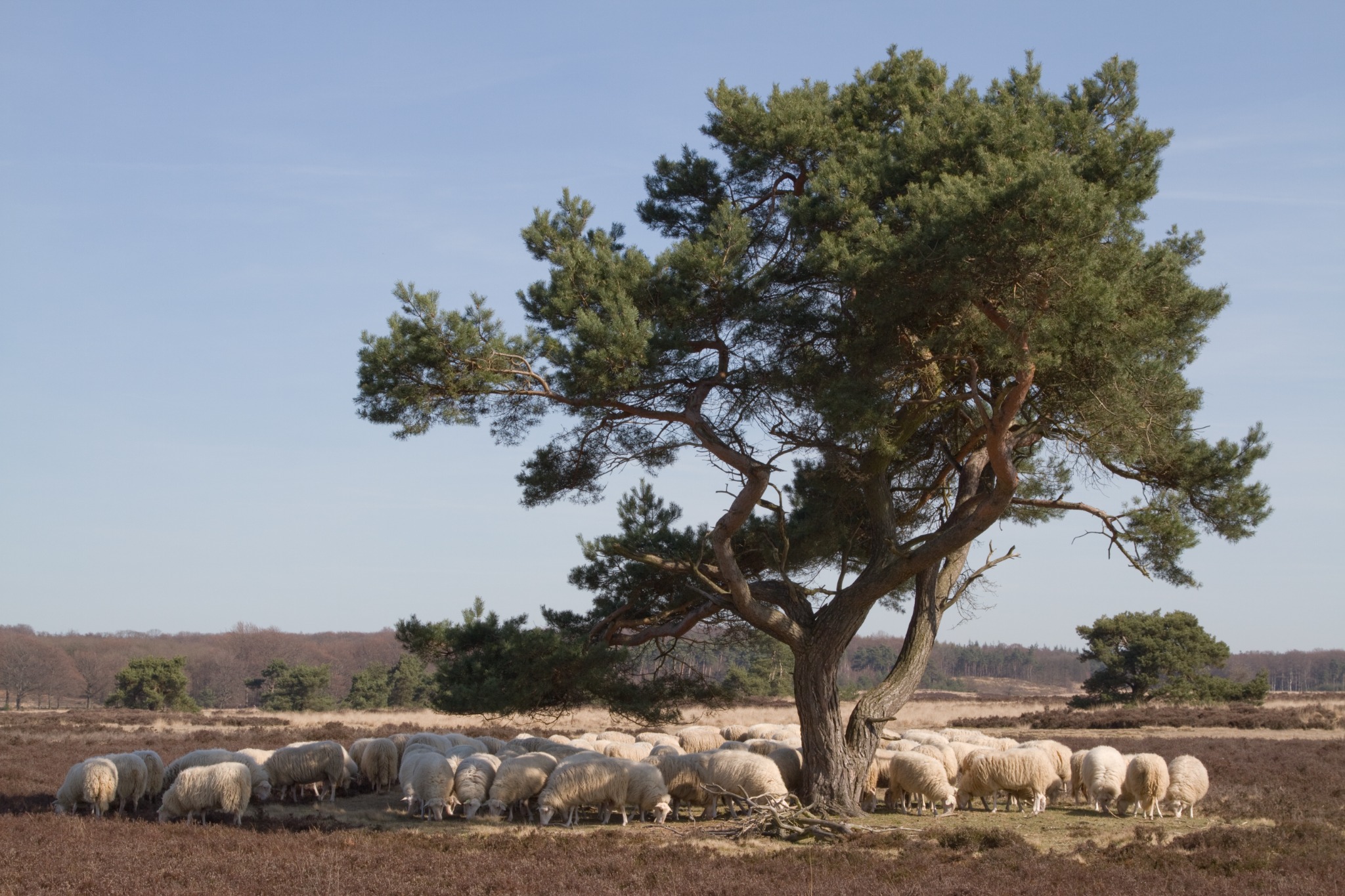 Veluwe natuur